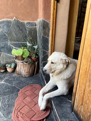 ¿Pueden las mascotas usar cosmética natural? Cuidados y recomendaciones