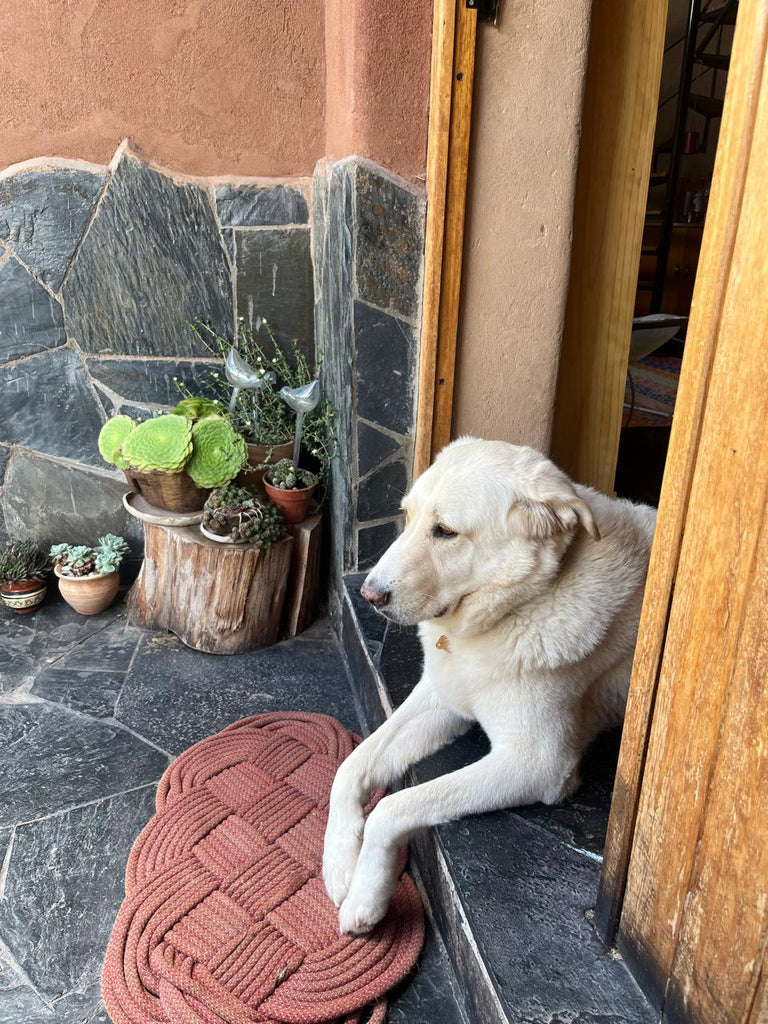 ¿Pueden las mascotas usar cosmética natural? Cuidados y recomendaciones